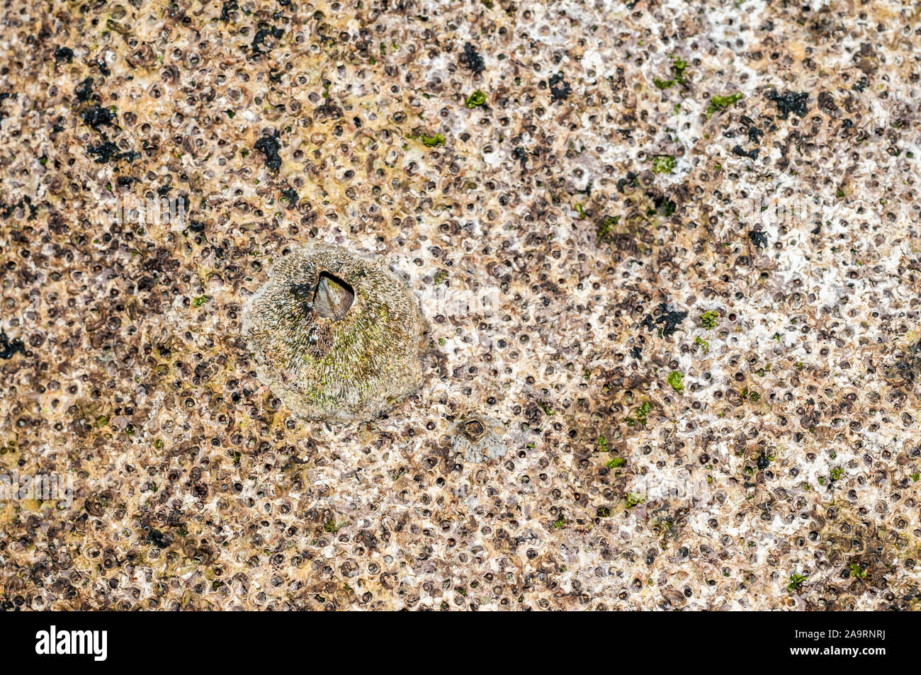 barnacle attached to a rock, Bali, Indonesia Stock Photo