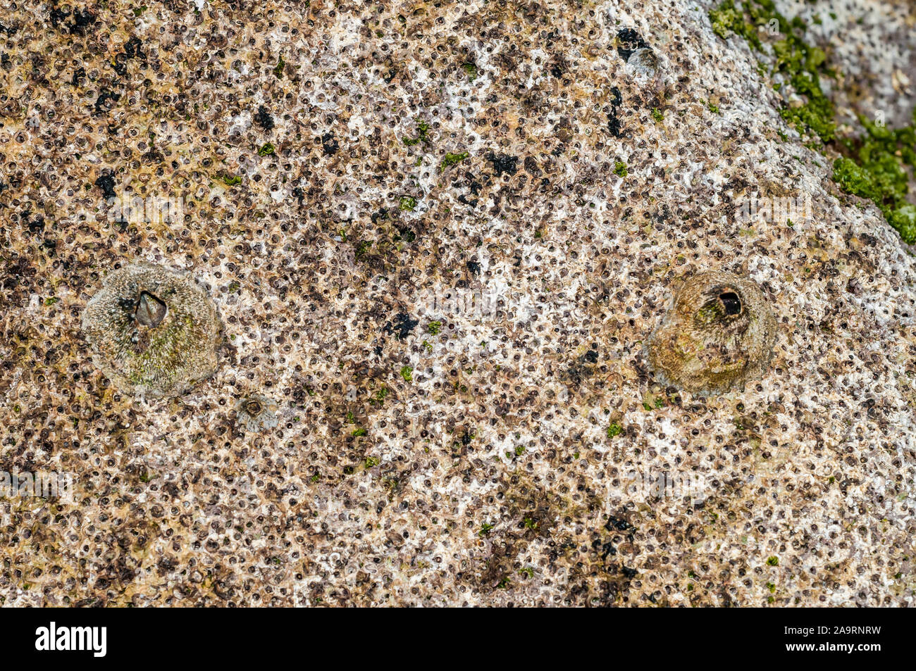 barnacles attached to a rock, Bali, Indonesia Stock Photo