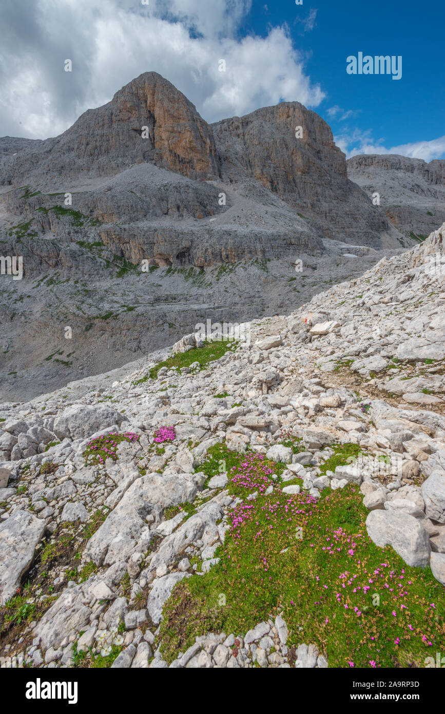 Pink wildflowers on a grass patch in alpine environment. Summer flowers of the Italian Dolomites, with stark light contrast on the peaks. Stock Photo