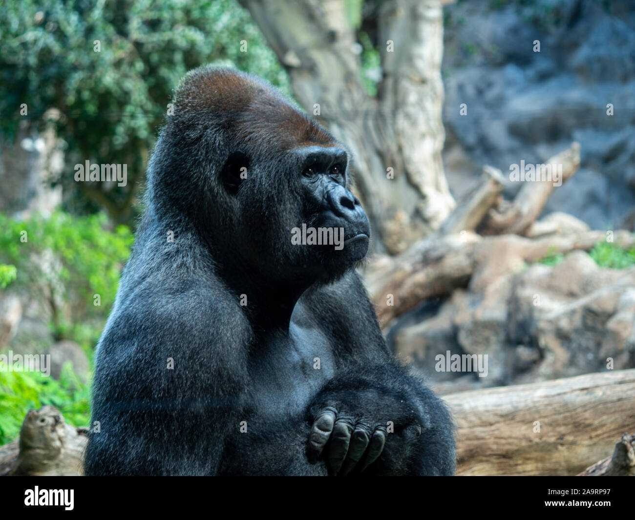 Closeup of a seated adult male Western Lowland gorilla in a zoo enclosure Stock Photo