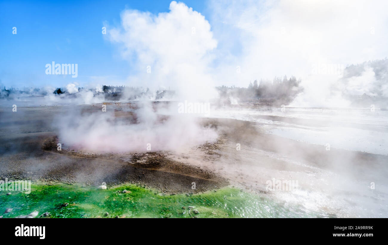 Lime-green Cyanidium algae thrive in warm water flowing from the Geysers in the Porcelain Basin of Norris Geyser Basin in Yellowstone National Park Stock Photo