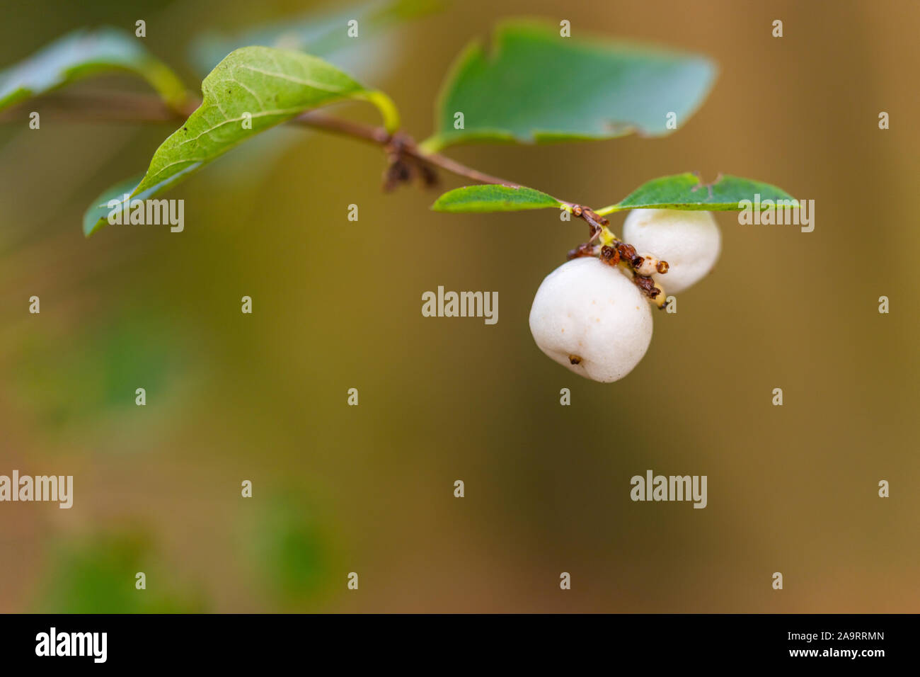 Carry tree wallpaper hi-res stock photography and images - Alamy