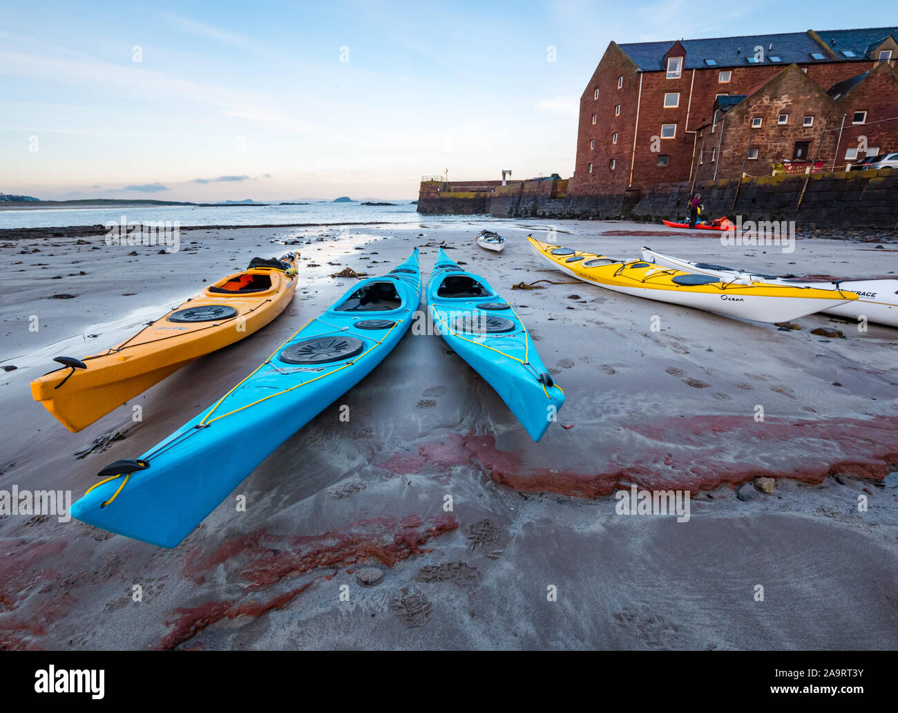 North Berwick, Scotland, United Kingdom. 17th Nov, 2019. Lothian Sea Kayakers trip to Lamb Island. The sea kayak club makes a trip during the Winter each year to ‘mallow bash' to rid the island of tree mallow. The island is difficult to land by boat but accessible by kayak. The group of 20 set off the West Beach Stock Photo