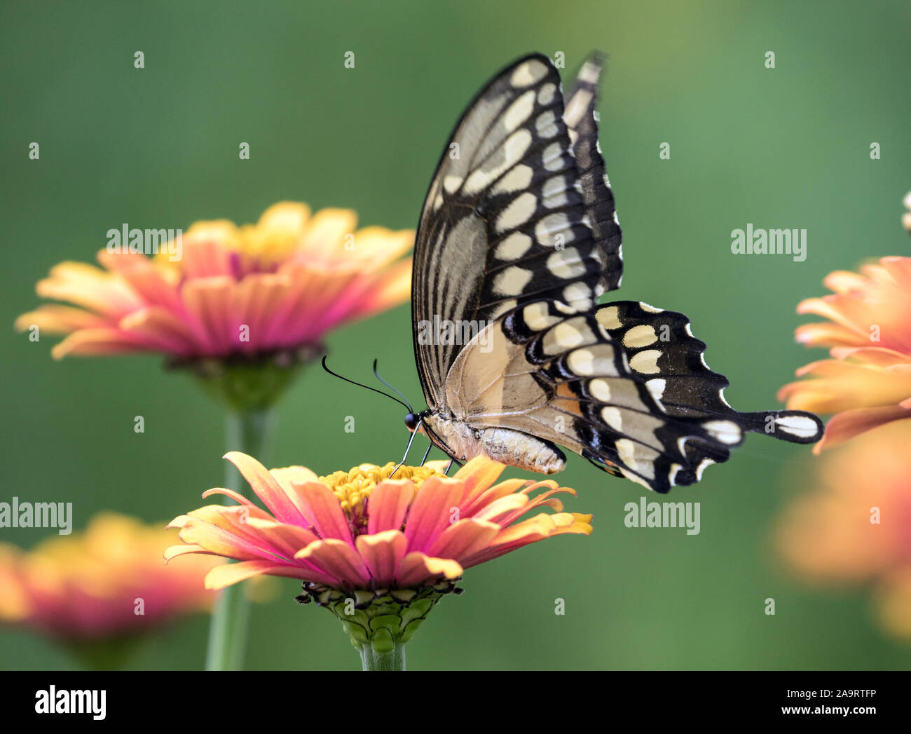 Closeup of Giant Swallowtail butterfly (Papilio cresphontes) perching on Zinnia flower,Quebec,Canada. Stock Photo