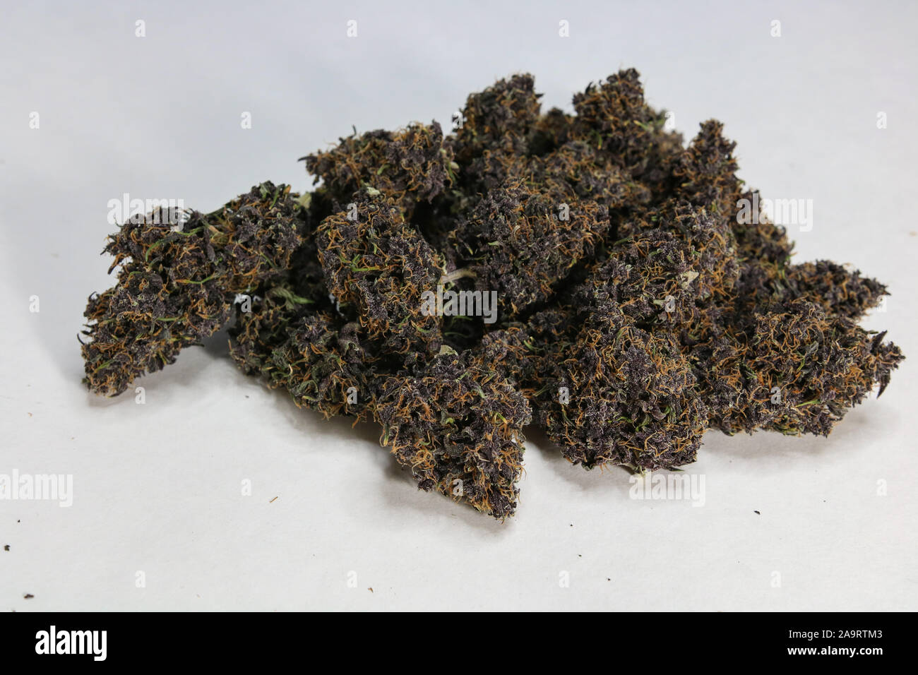 Home grown high quality purple Cannabis buds on white background. Strain is Anvil, an indica. Grown in Oregon, a legal medical and recreational state. Stock Photo