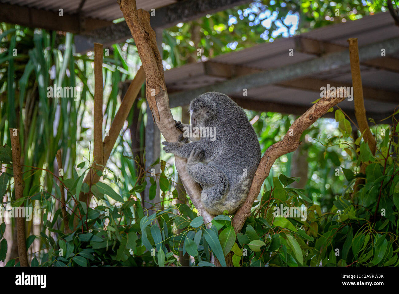 an Australian koala bear sits comfortably in a branch fork and eats