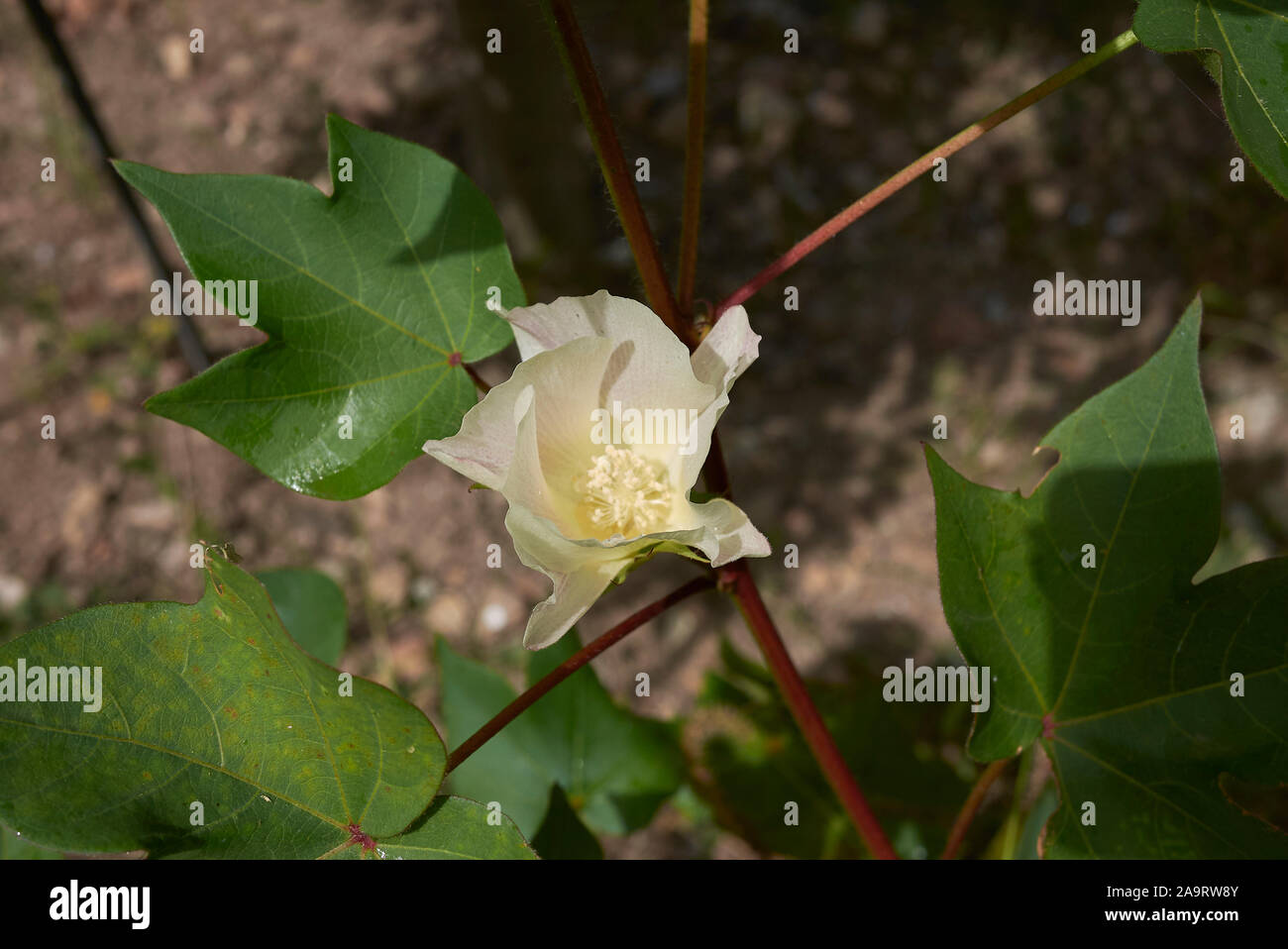 Gossypium herbaceum, levant cotton with fresh flower and fruits Stock