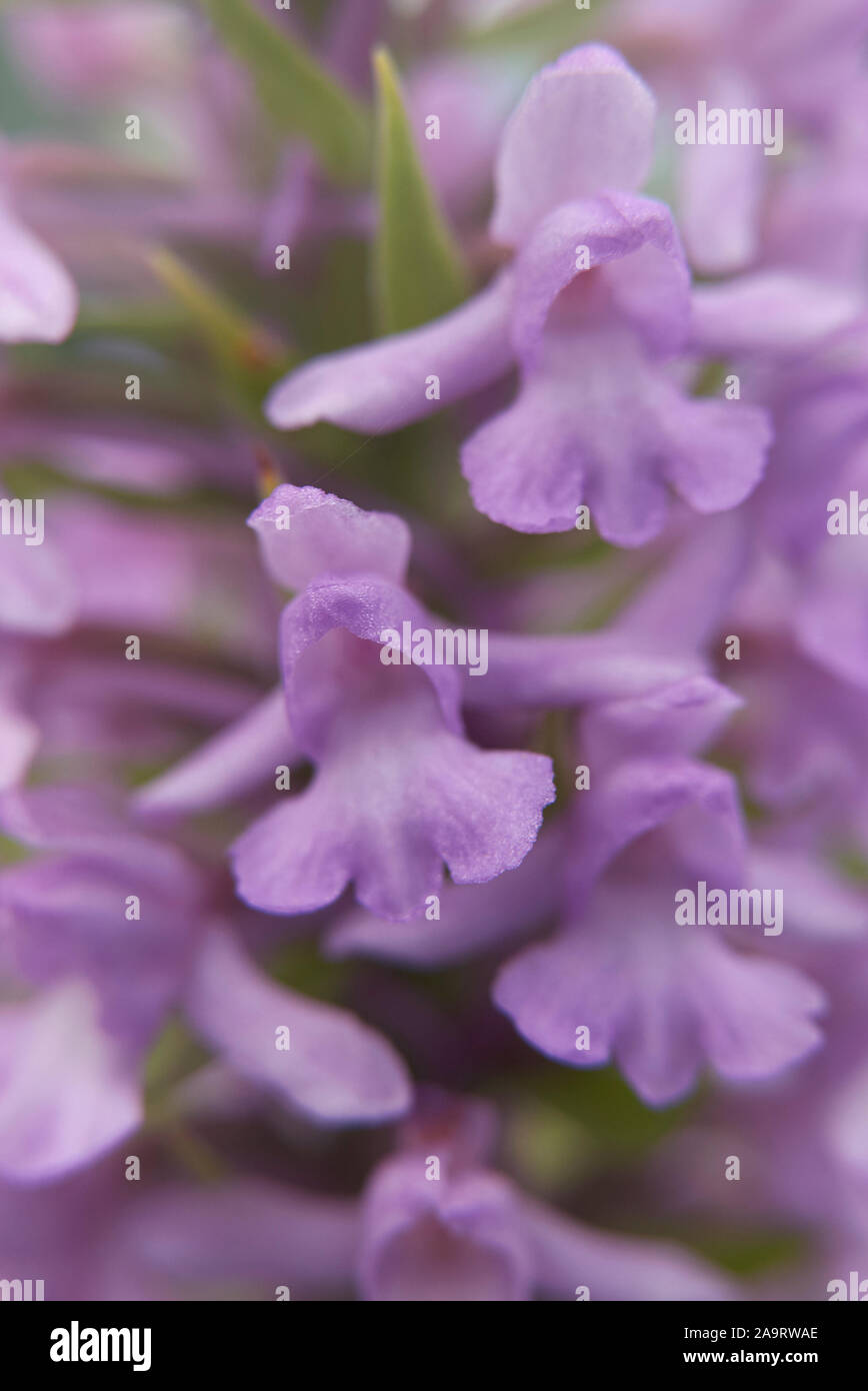 purple flowers of Gymnadenia conopsea orchid Stock Photo