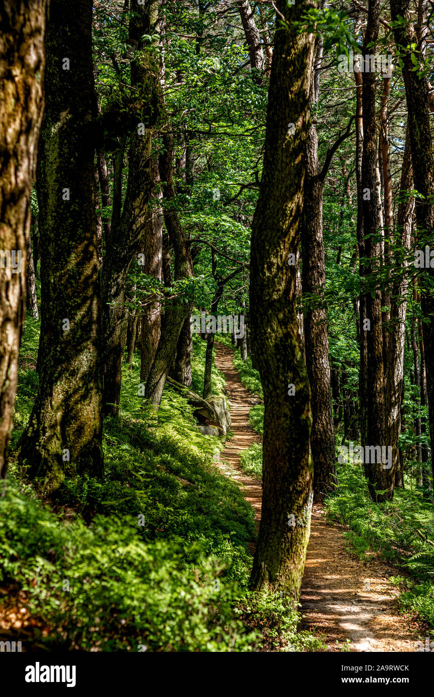 Forest pathway in the Palatinate forest in Germany Stock Photo - Alamy