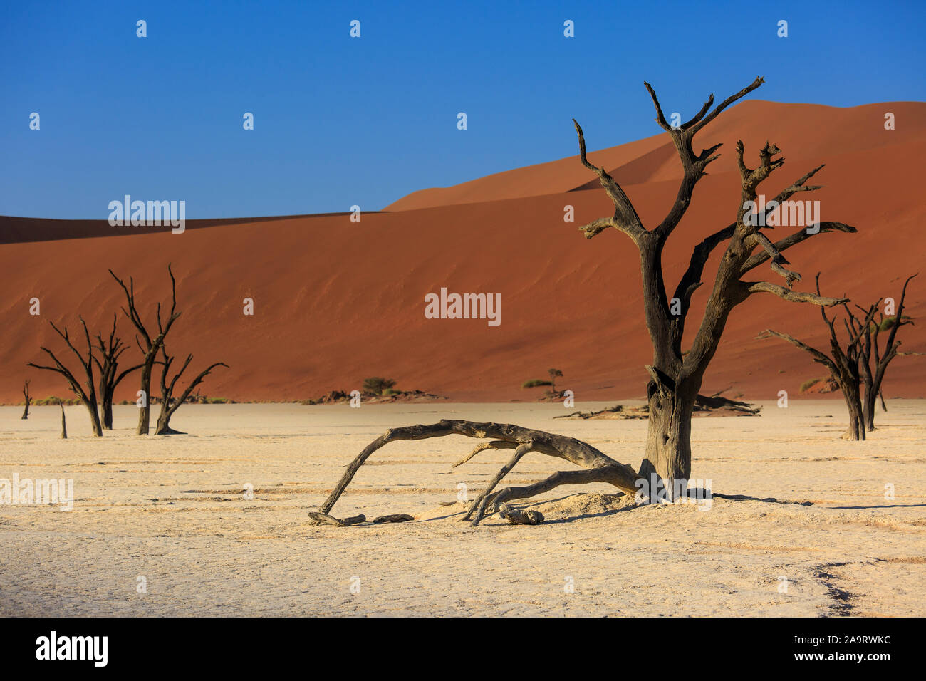 Silhouettes of dry hundred years old trees in the desert among red sand dunes. Unusual surreal alien landscape with dead skeletons trees. Deadvlei, Na Stock Photo