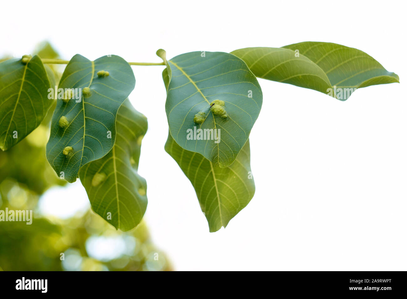 Leaf galls on a Walnut Tree leaves produced by Walnut blister mite, scientific name: Aceria erinea. Ant is observed damage zonevvv Stock Photo