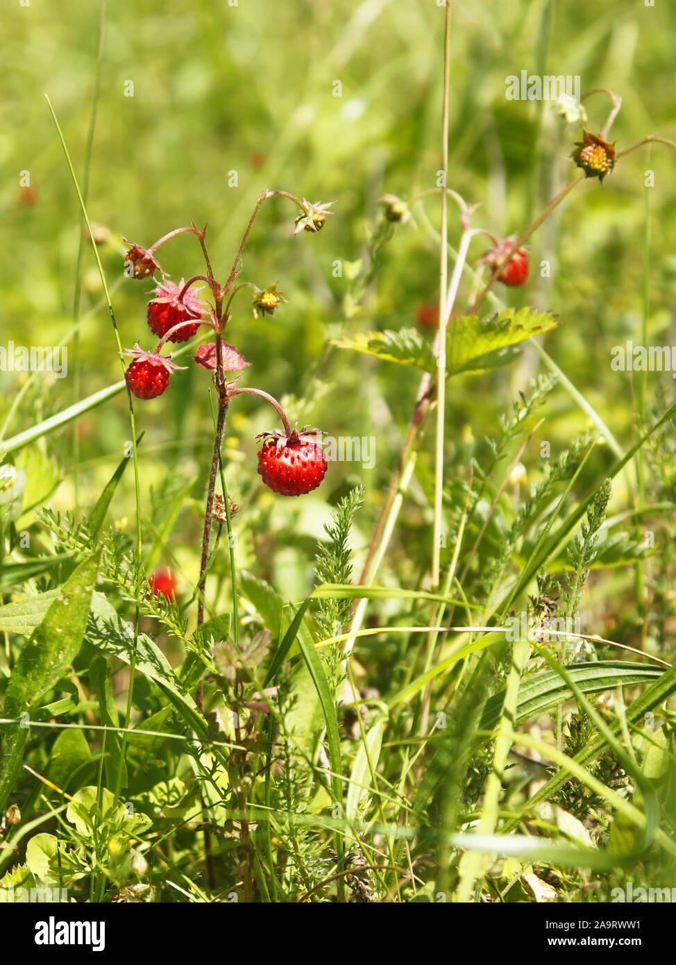 Ripe red berries of wild strawberry (Fragaria vesca) in the meadow among the motley grass, close-up Stock Photo