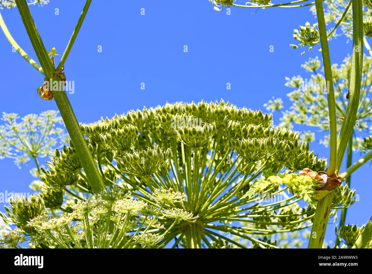 Giant inflorescences of Sosnowsky Hogweed plant with a lot of ripening seeds on it against the background of blue sky. In Latin: heracleum sphondylium Stock Photo
