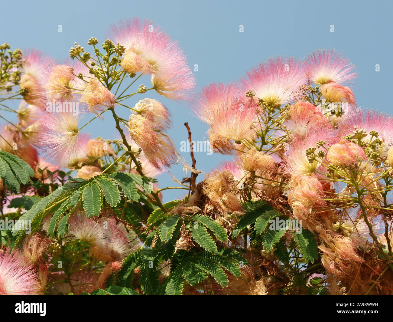 Flowering Albizia, Latin name: Albizia julibrissin, subfamily Mimosoideae of the family Fabaceae. These trees or shrubs are commonly called also: silk Stock Photo