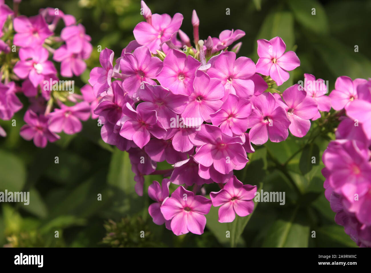 Purple phlox blooming on flowerbed in a lovely sunny day, close-up Stock Photo