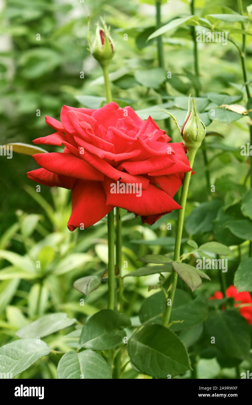 Beautiful red rose flower on the lush green flowerbed background Stock ...