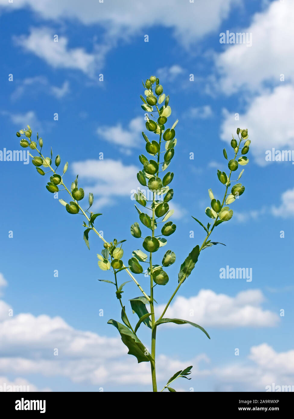 Field Pennycress plant on the background of cloudy sky. Scientific Name: Thlaspi arvense. Mustard family Brassicaceae Stock Photo