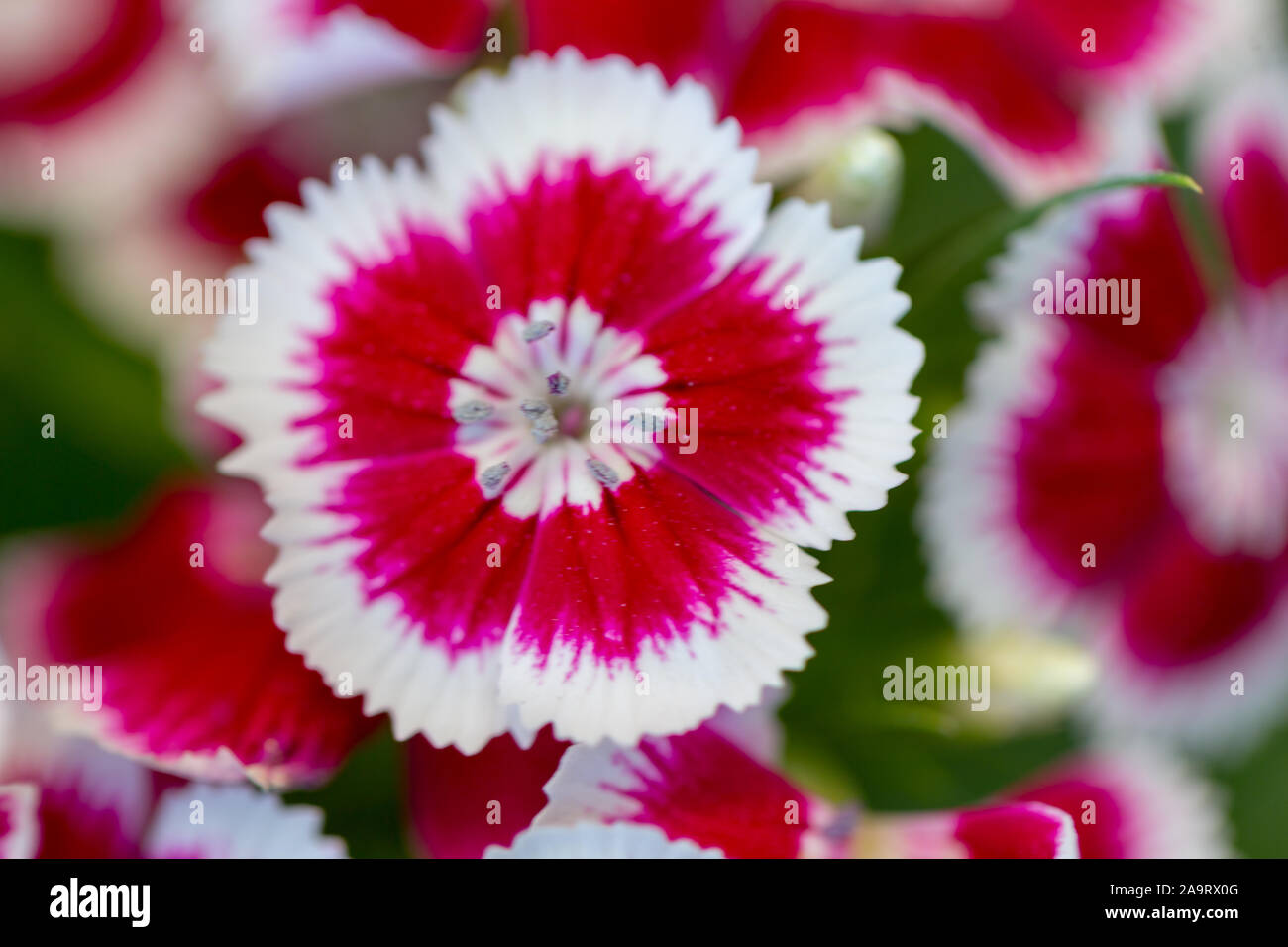 dianthus barbatus blossom multicolor and beautiful Stock Photo