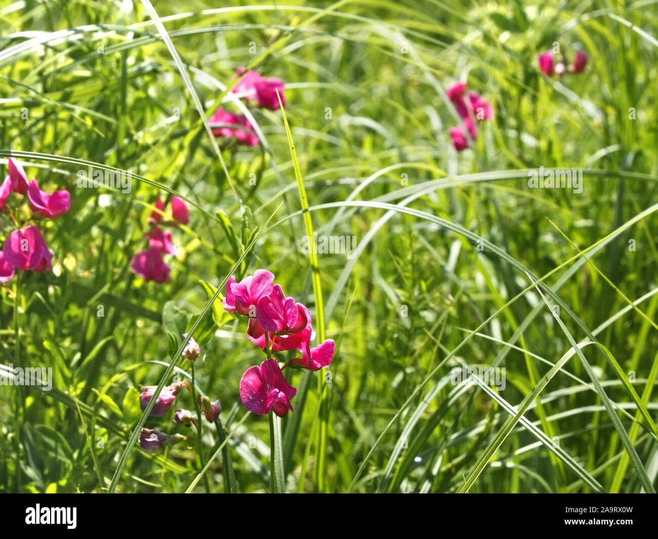 Flowering pink tuberous pea among meadow grasses. This plant also known as the tuberous vetchling, earthnut pea, or aardaker. Latin name: Lathyrus tub Stock Photo
