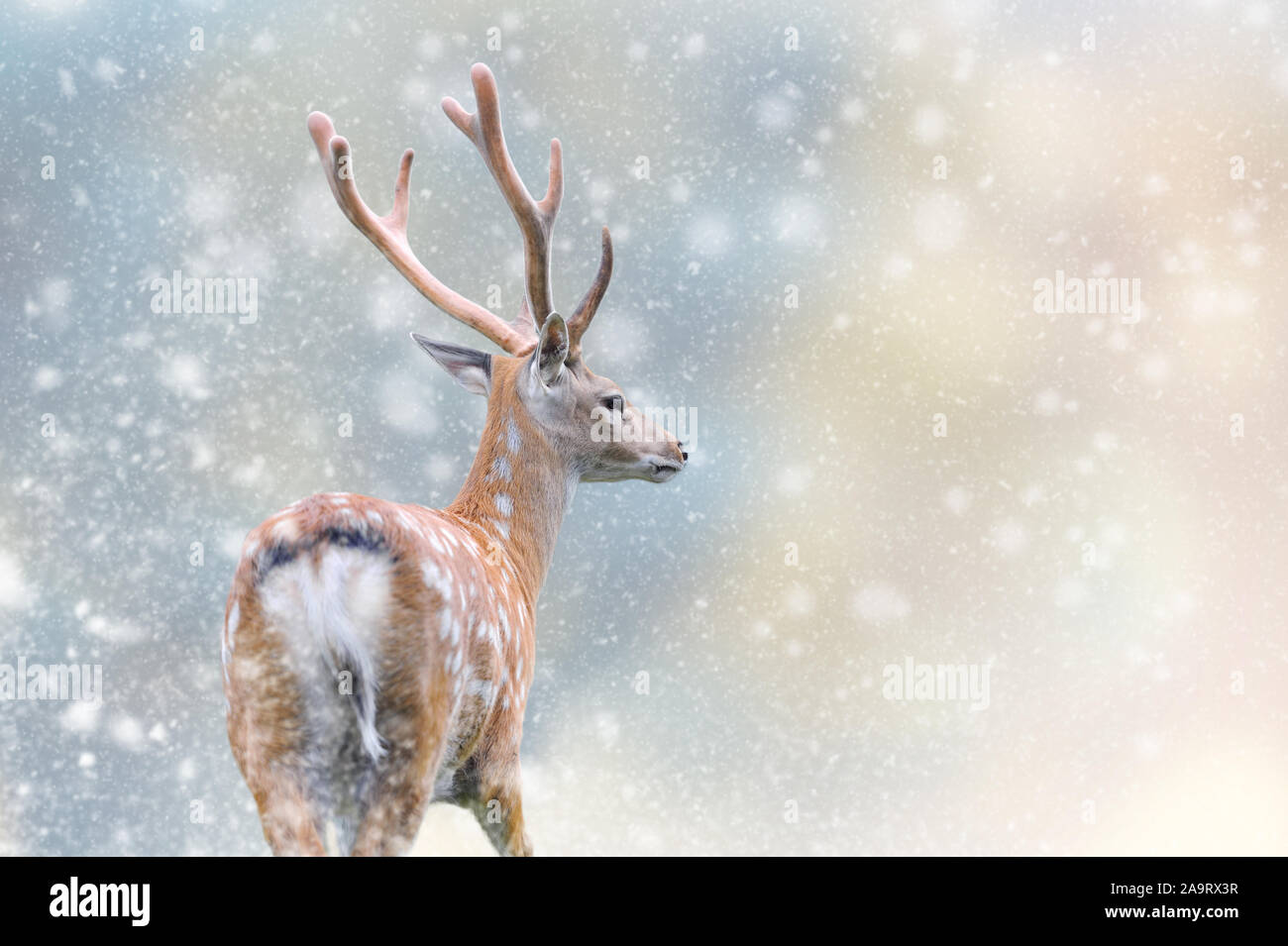 Deer In A Snow On Christmas Background Winter Wonderland New