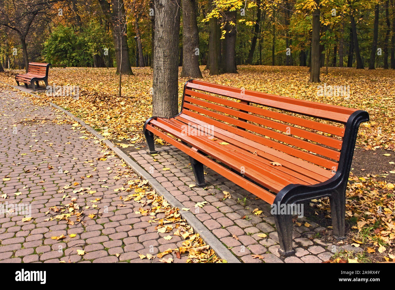 New light brawn bench in park near the alley in falling season in calm weather Stock Photo