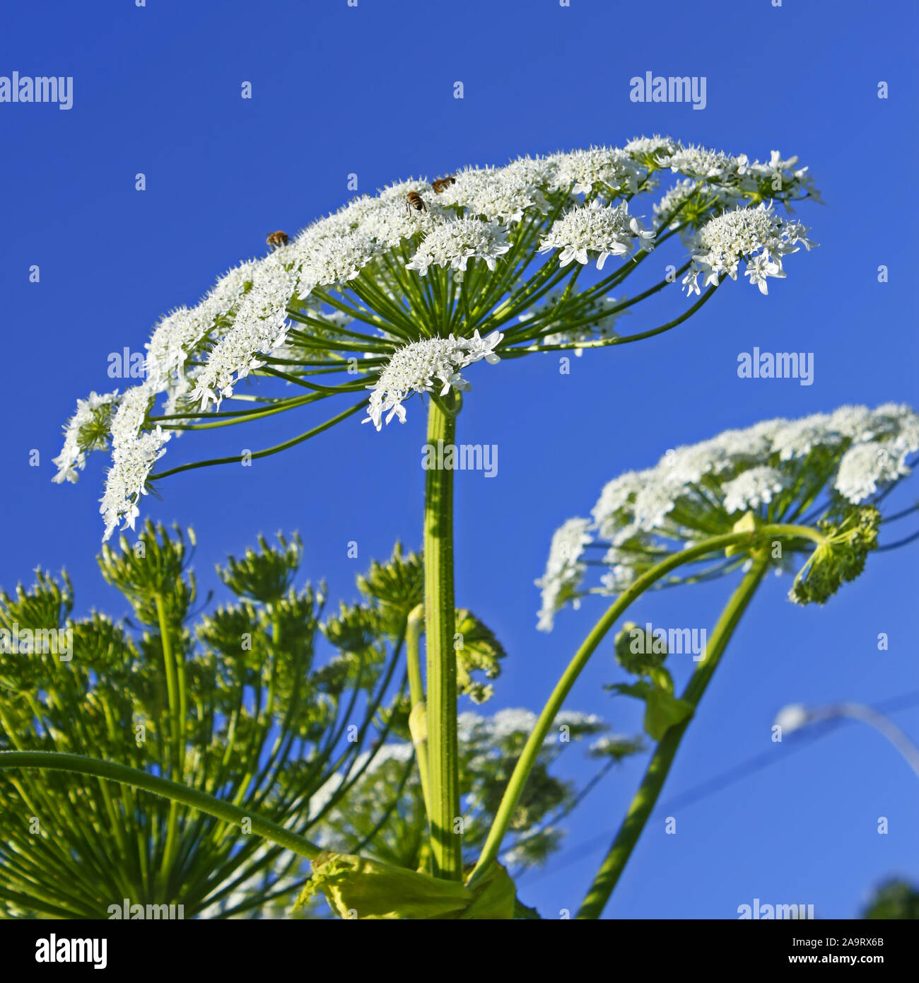 Giant inflorescences of Sosnowsky’s Hogweed plant with bees on it against the background of blue sky. Latin name: heracleum sphondylium Stock Photo