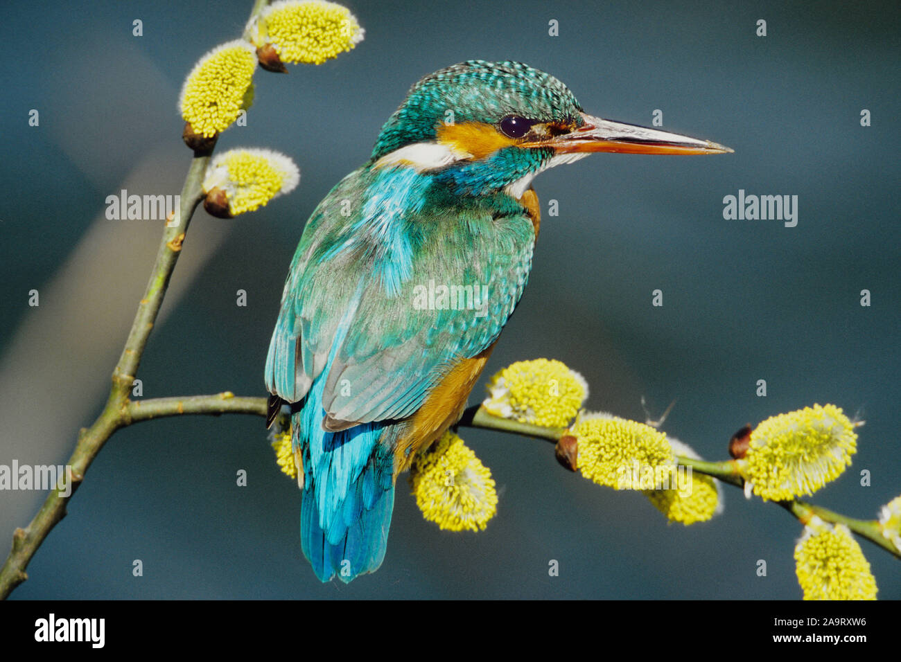 Mai 2007 | Eisvogel auf Sitzwarte (Alceda atthis) | Kingfisher (Alcedo atthis) Stock Photo