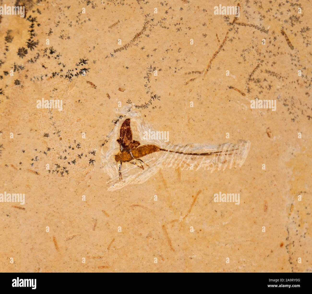 Mayfly fossil, Early Cretaceous, Santana Formation, Brazil Stock Photo