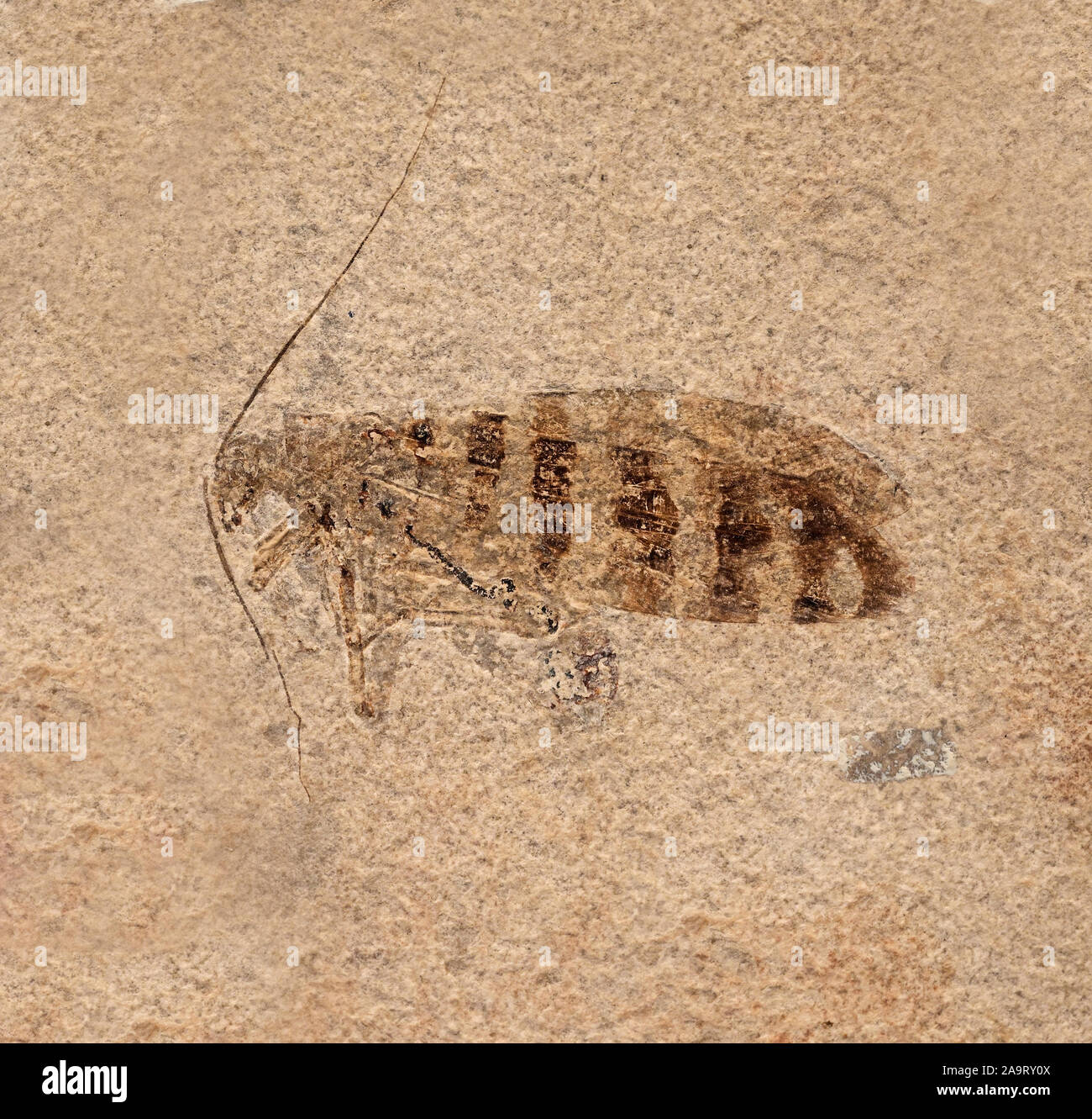 Katydid fossil, Aboilus aulietus, Late Jurassic, Kazakhstan Stock Photo