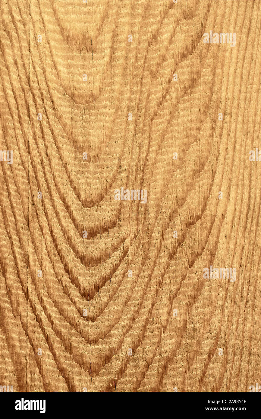 Detailed coarse structure of longitudinal section of wooden board with annual rings, sepia Stock Photo