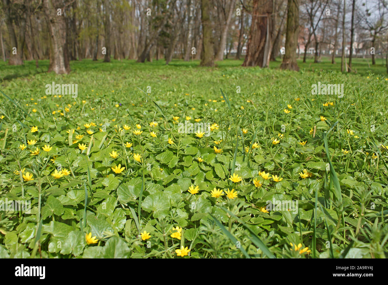 Flowering plants of lesser celandine (Latin name: Ficaria verna) on a lawn at park in early April Stock Photo