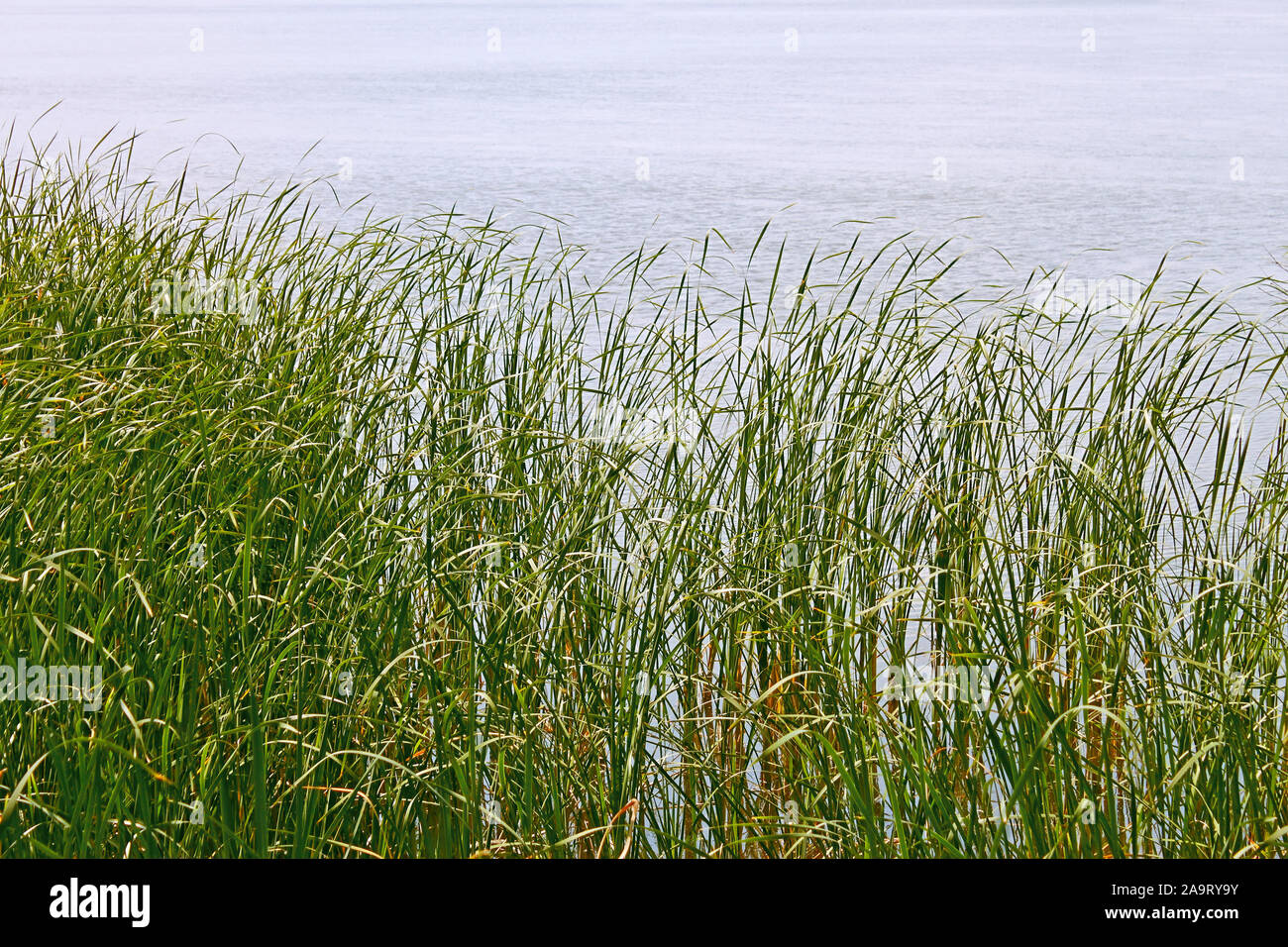 Overgrown grass plants in hi-res stock photography and images - Alamy