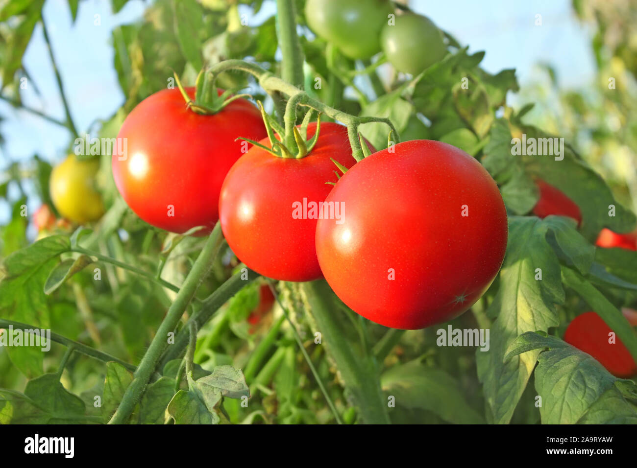 Three large ripe red tomatoes hanging on a stem in a greenhouse, close ...
