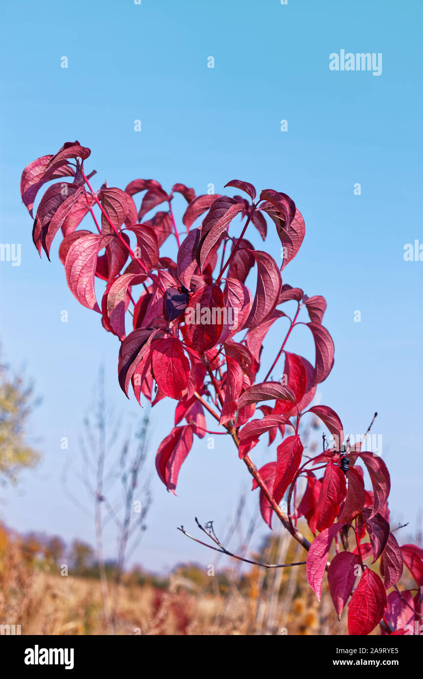 Bright red leaves of Cornus sanguinea (in Latin: Thelycrania sanguinea), the common dogwood. Twig of shrub in autumn on the background of blue sky Stock Photo