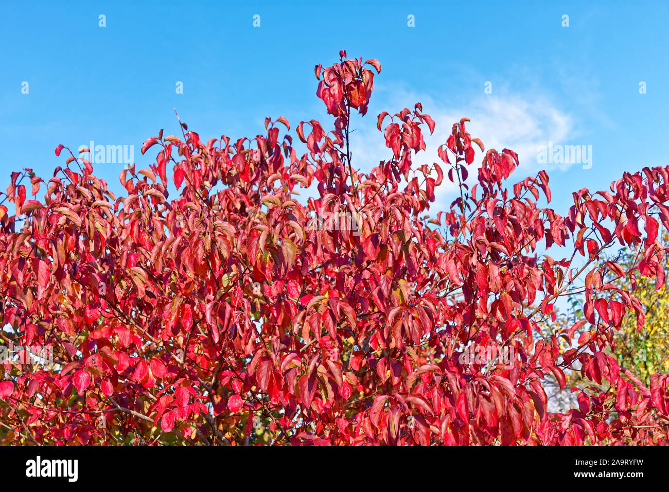 Bushes with red leaves of Cornus sanguinea (in Latin: Thelycrania sanguinea), the common dogwood in autumn on the background of blue sky Stock Photo