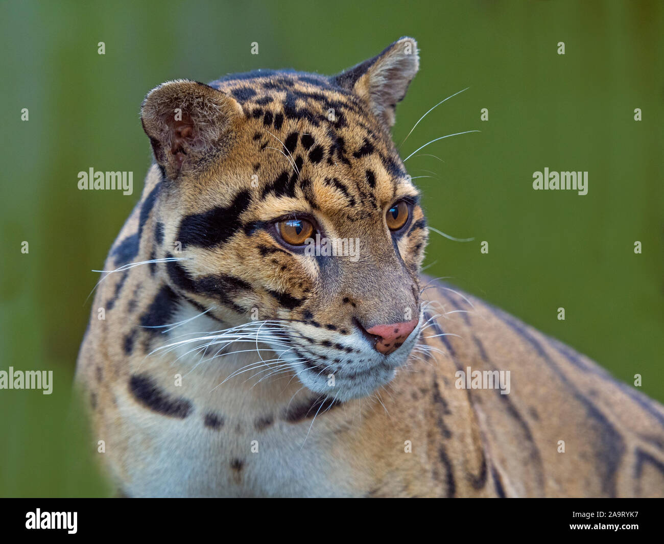 portrait of Clouded leopard Neofelis nebulosa  Captive Stock Photo