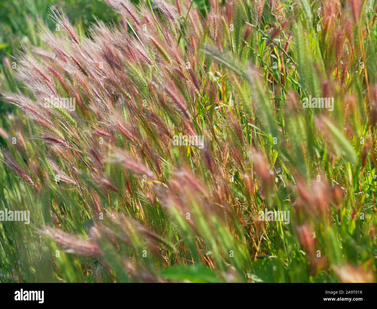 Cereal plants with reddish color ears flutter in the wind Stock Photo