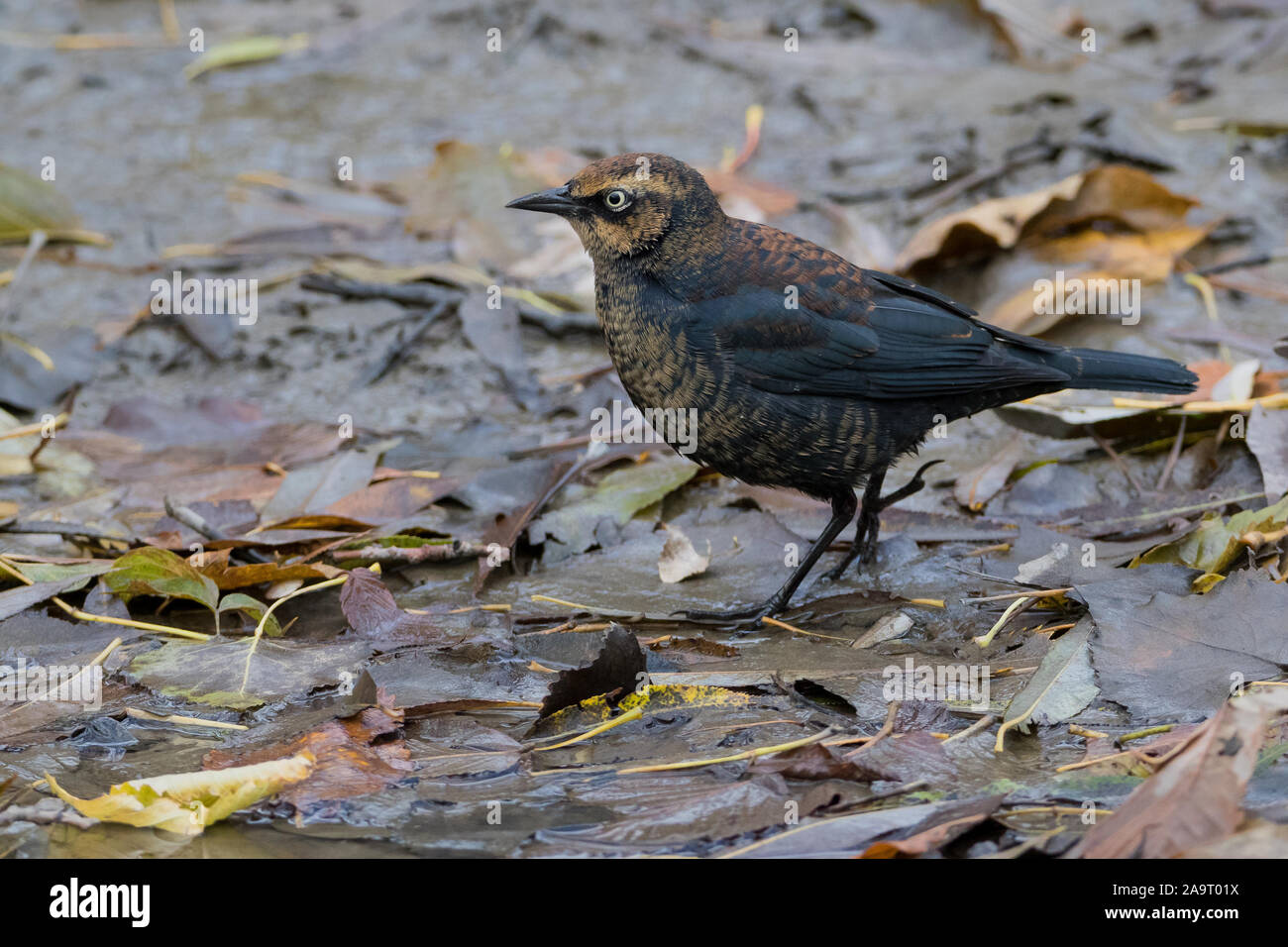 Rusty Blackbird walking on wet autumn leaves Stock Photo