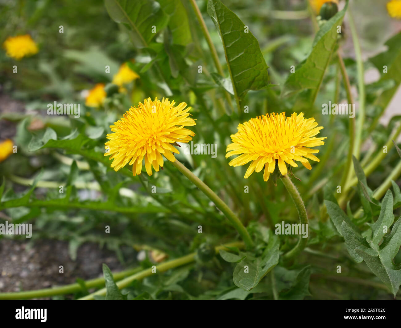 New dandelion plant flowering in springtime, close-up Stock Photo