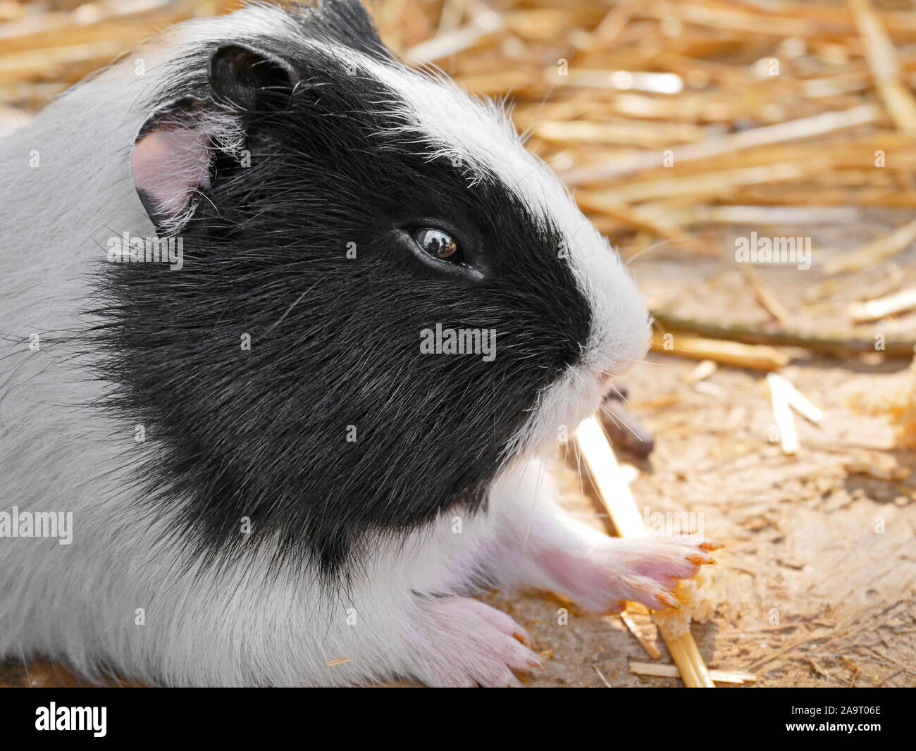 Guinea Pig Eating Hay High Resolution Stock Photography and Images Alamy