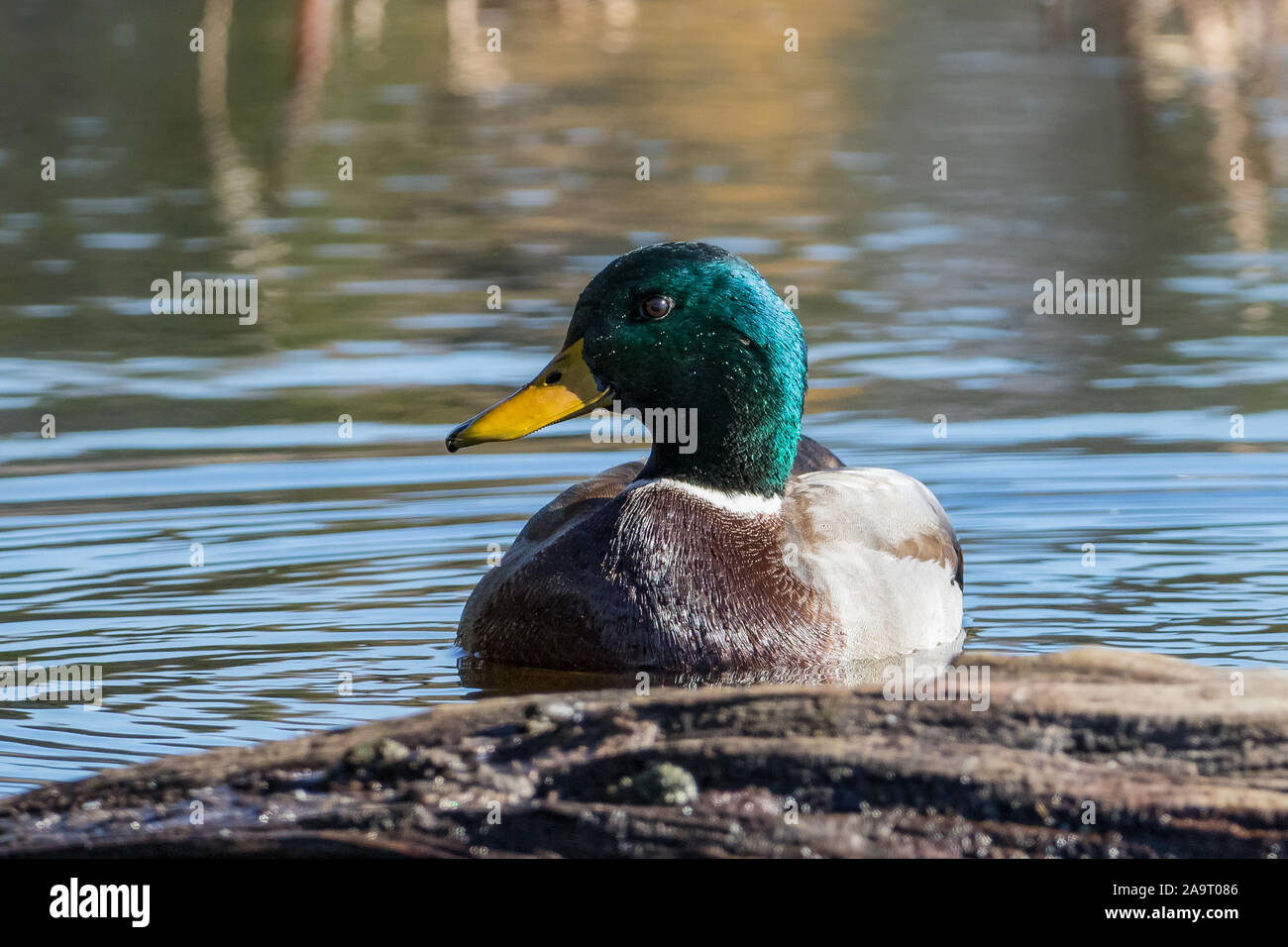 Close up of colorful Mallard duck on water near submerged wood stump Stock Photo