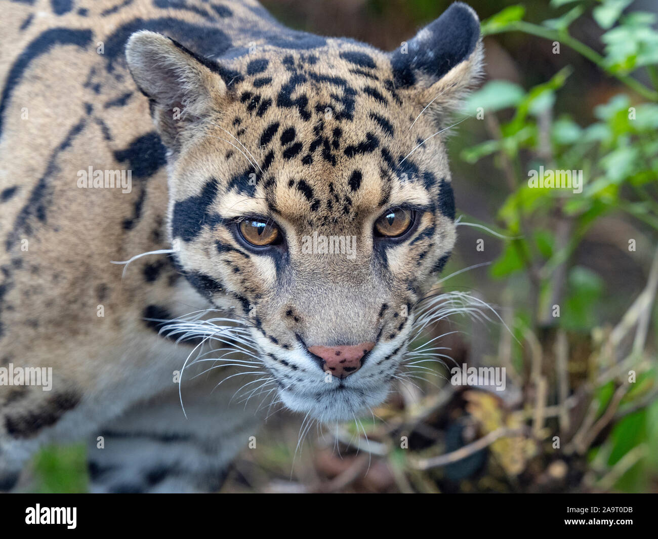 portrait of Clouded leopard Neofelis nebulosa  Captive Stock Photo