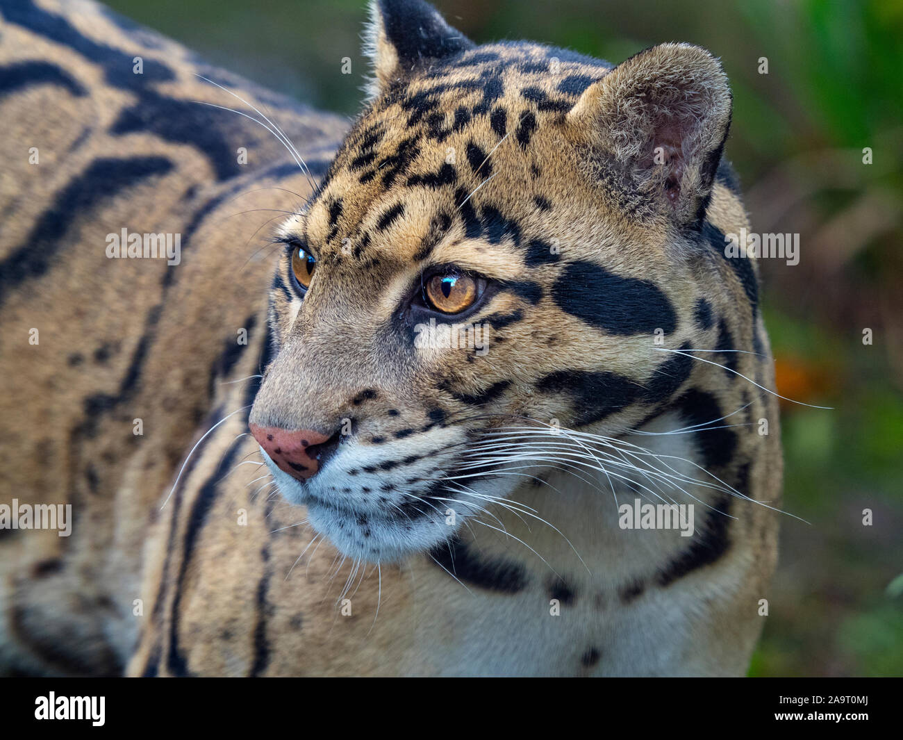 portrait of Clouded leopard Neofelis nebulosa  Captive Stock Photo