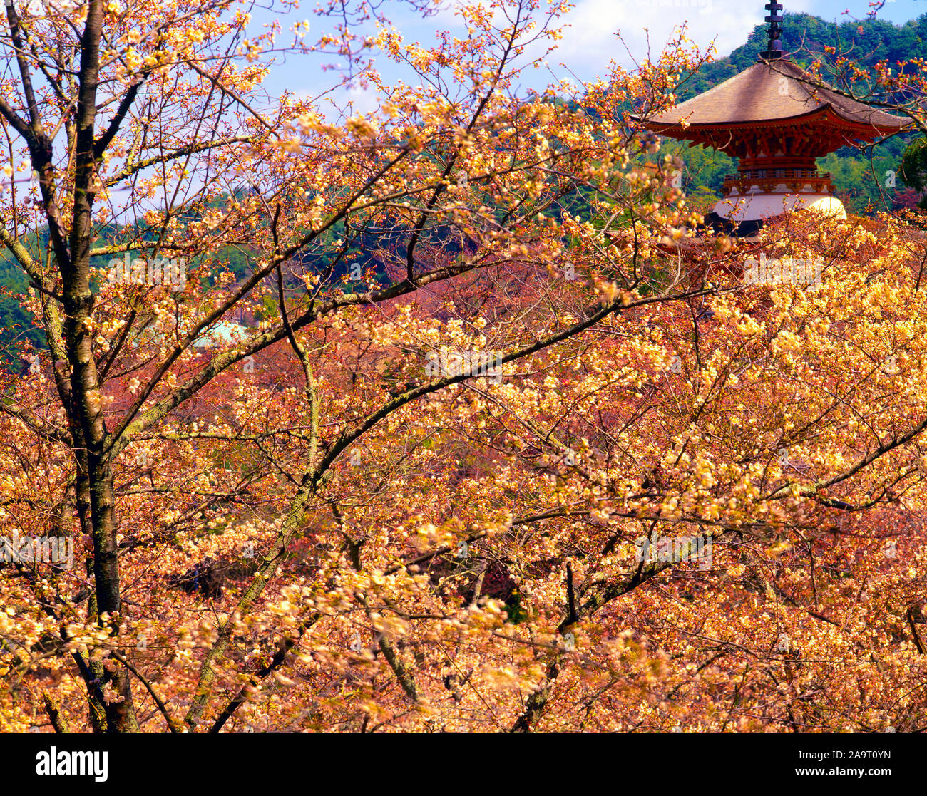 Cherry blossoma and pagoda, Miyajima Island, Japan, Historic pagoda from fuedal era, Near Itsukushima JIna shrine Stock Photo