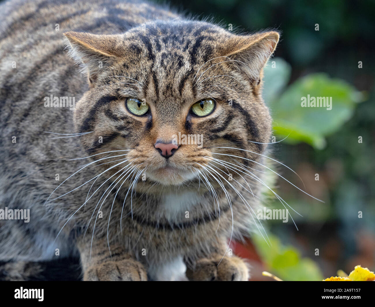 european-wildcat-felis-silvestris-silvestris-captive-stock-photo-alamy