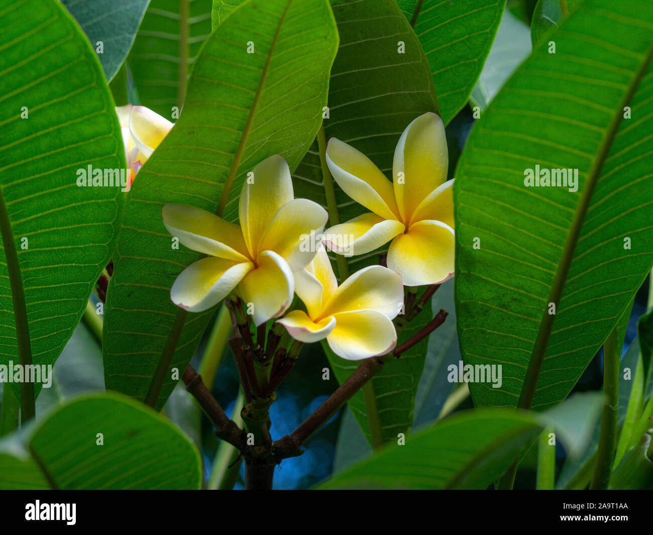Closeup of pretty frangipani flowers with yellow and white petals and large green leaves Stock Photo