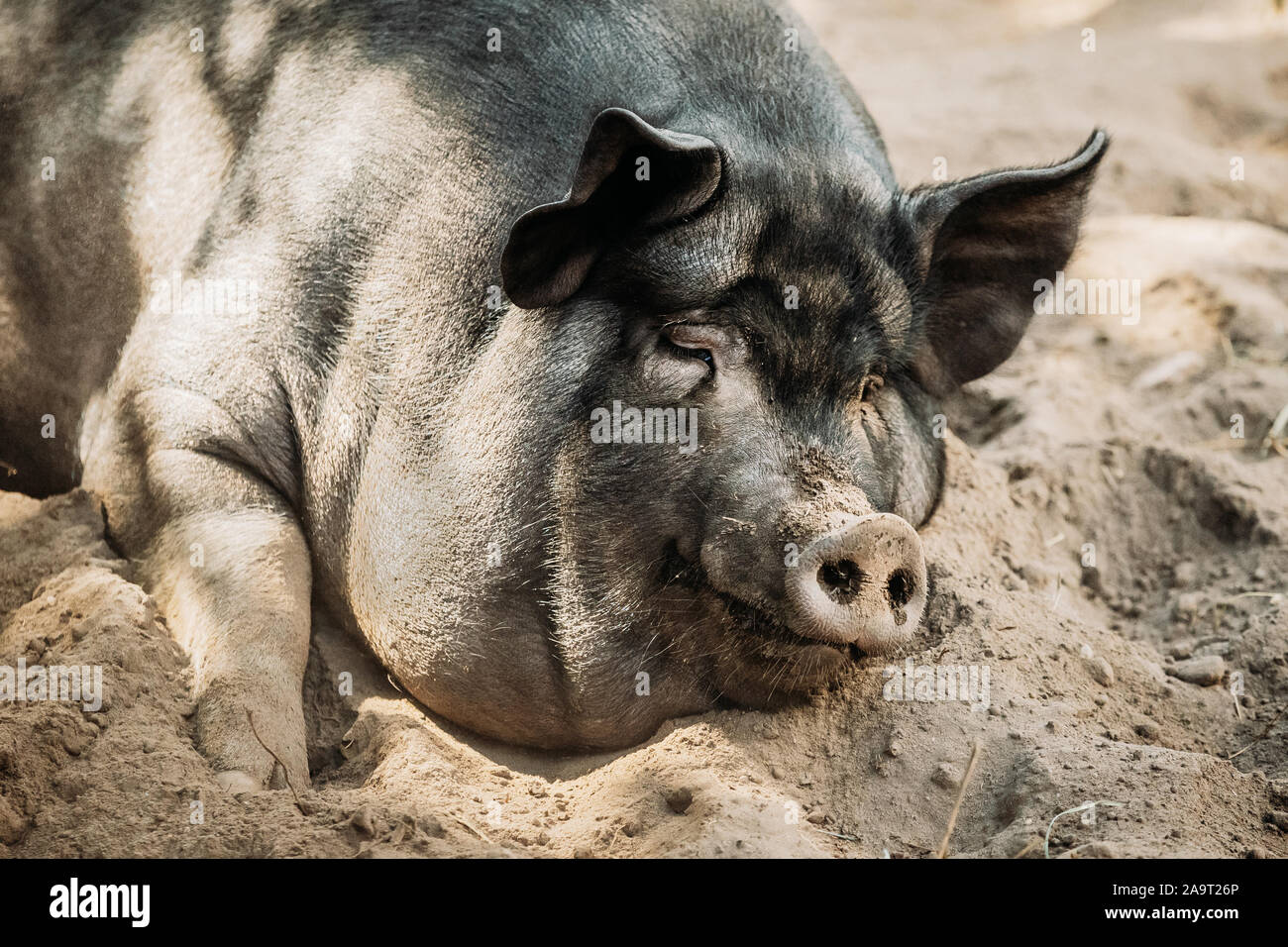 Large Black Pig Sleeping In Sand In Farm Yard. Pig Farming Is Raising And Breeding Of Domestic Pigs. It Is A Branch Of Animal Husbandry. Pigs Are Rais Stock Photo