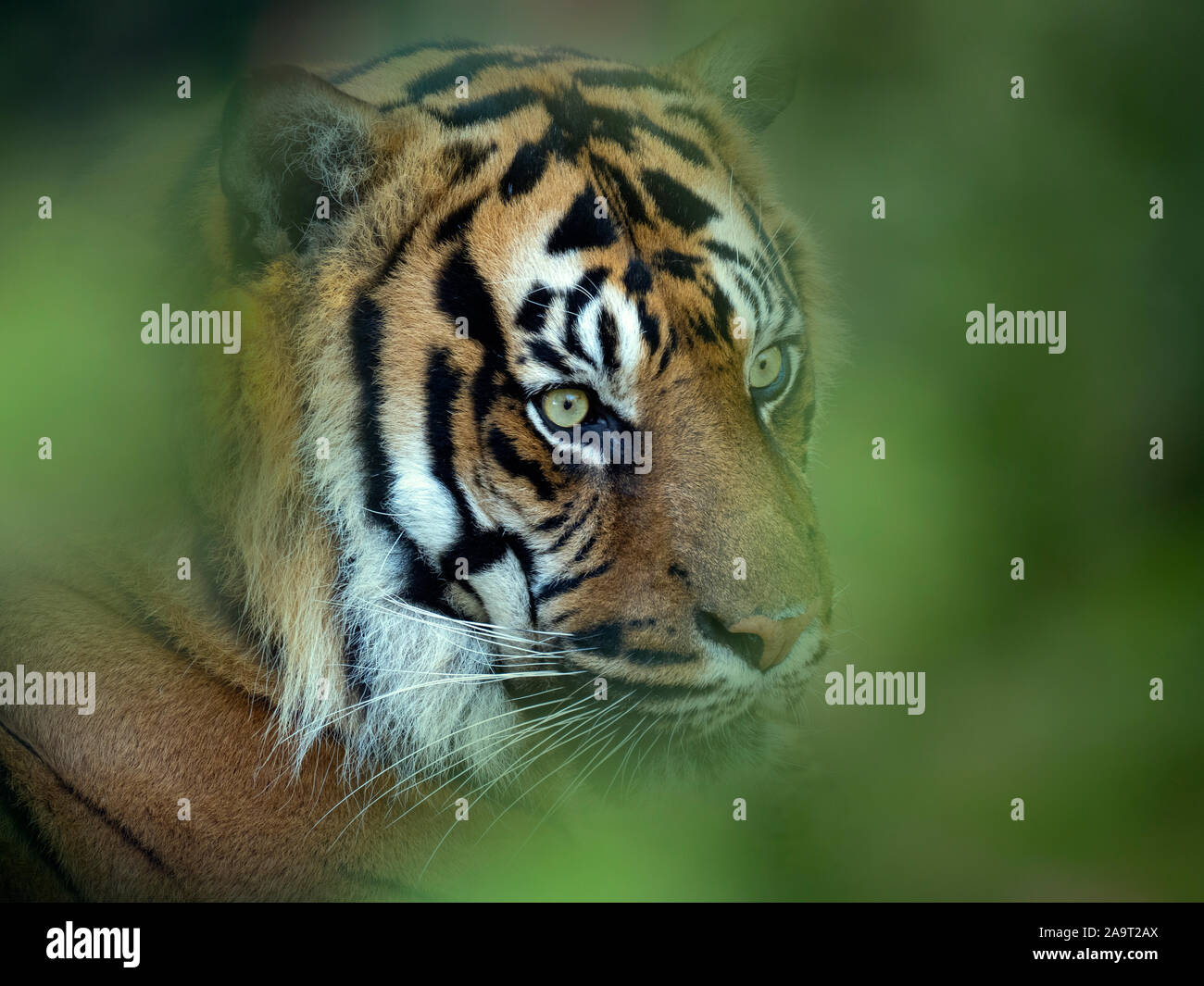 Sumatran tiger Panthera tigris sondaica CAPTIVE Stock Photo