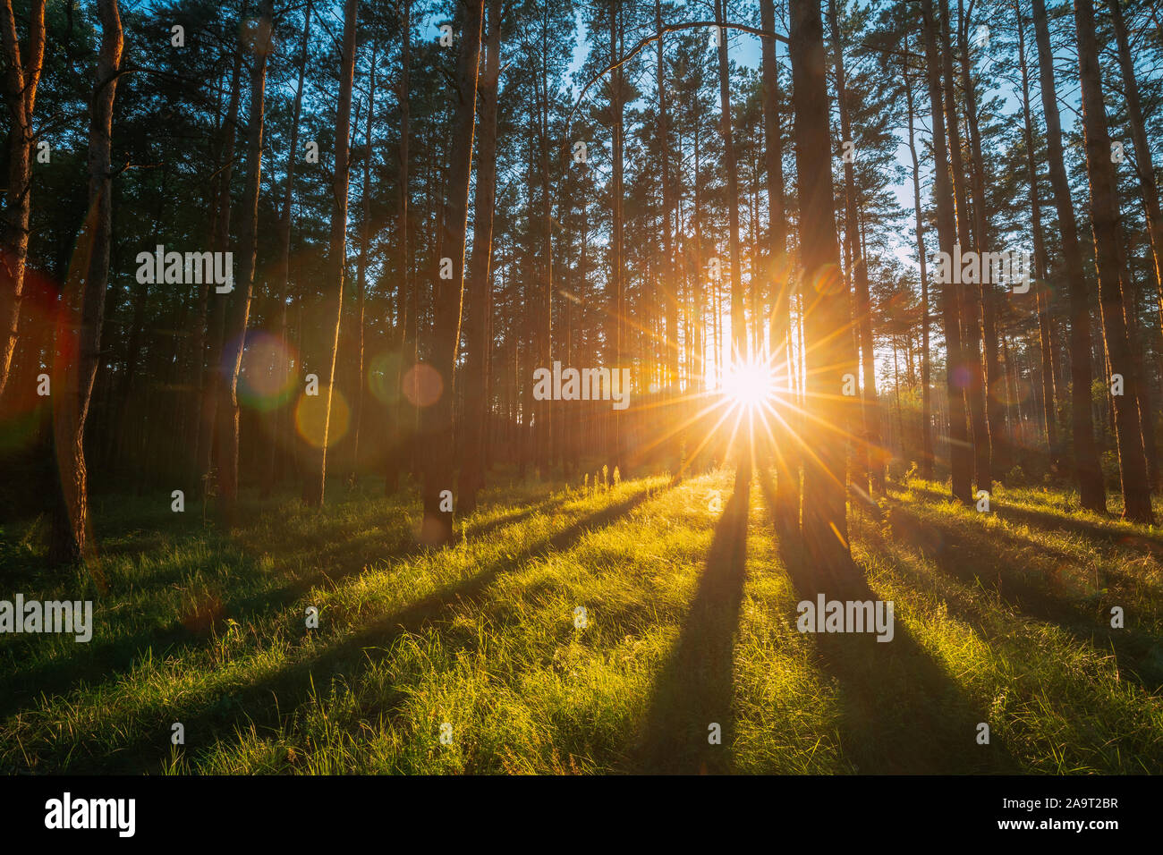 Sunset Sunrise Sun Sunshine In Sunny Summer Coniferous Forest. Sunlight Sunbeams Through Woods In Forest Landscape. Natural Lens Flares. Stock Photo