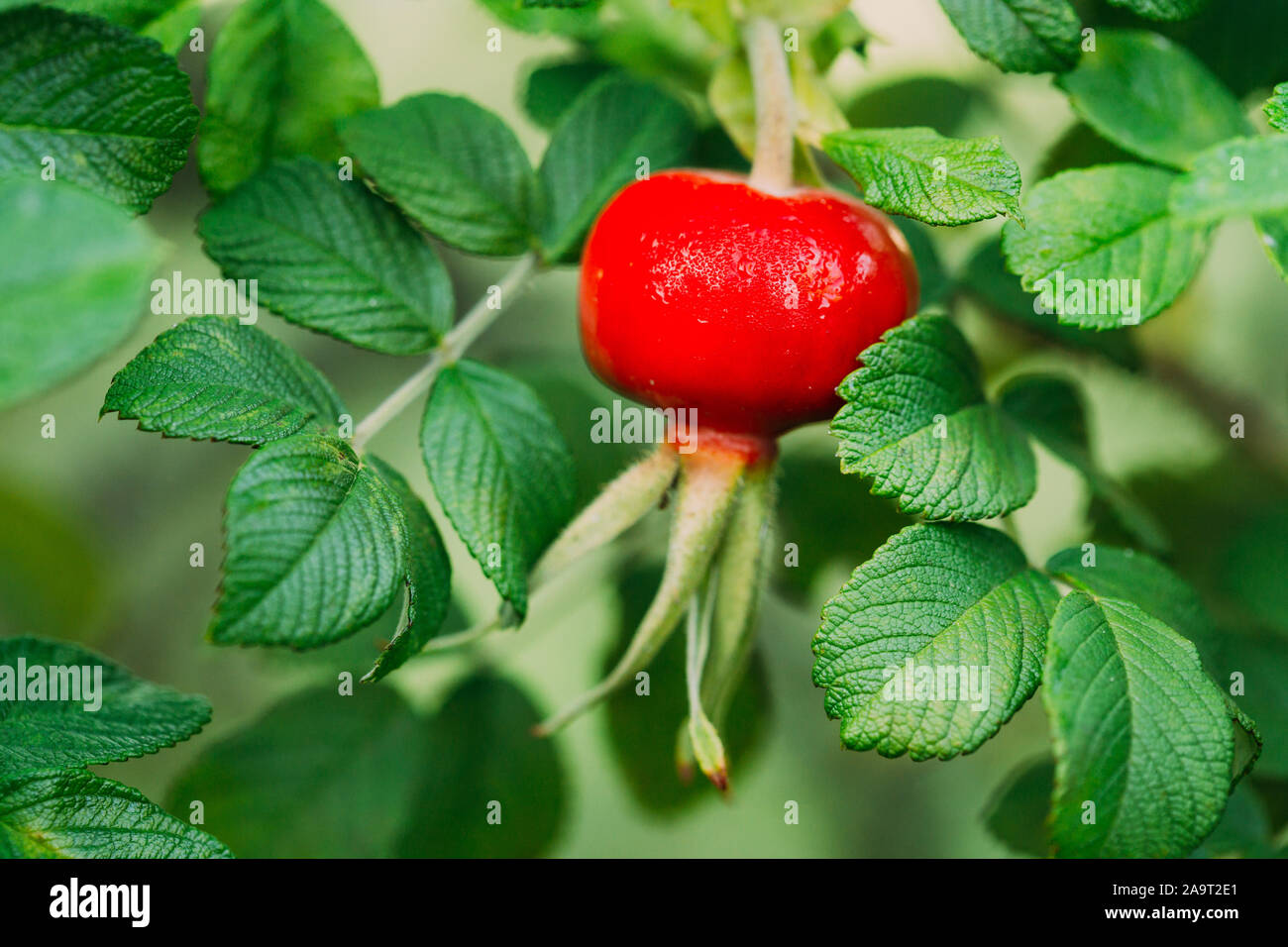 Close Up Red Rose Hip Or Rosehip. Rose Hips Contain Large Amounts Of Vitamins, Especially